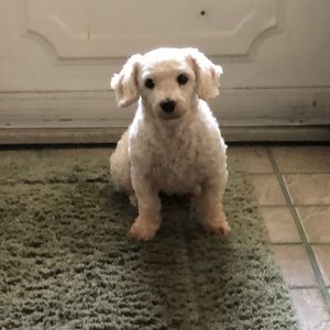 Meet your Posher, Pat